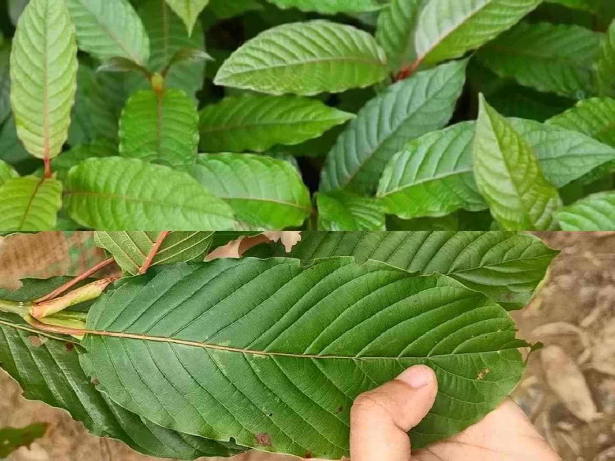 Buy Kratom Tea Chiang Mai – Handcrafted and Sustainably Sourced
